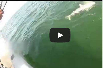 هامور تلتهم سمكة قرش من صيادين في لحظة واحدة