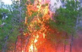 حريق  280 دونما بالبلقاء .. ولا إصابات