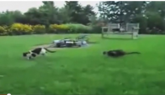 أجمل لقطات للقطط