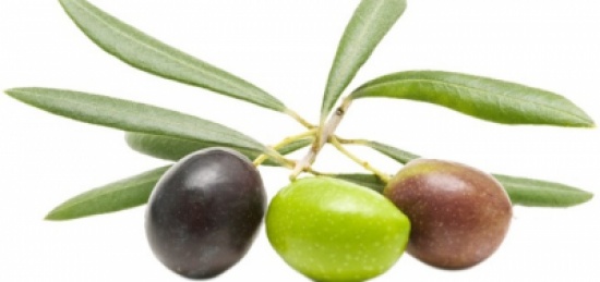 استكمال ترتيبات افتتاح مهرجان "الزيتون الثالث" في اربد