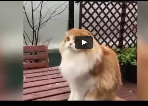 شاهد.. رد فعل قط يشاهد تساقط الجليد لأول مرة