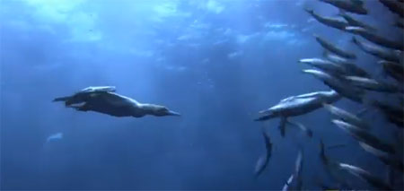 طيور تحت الماء