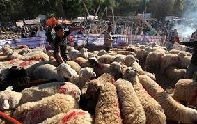 ارشادات الدفاع المدني في عيد الأضحى ... ارشادات الدفاع المدني في عيد الأضحى ...