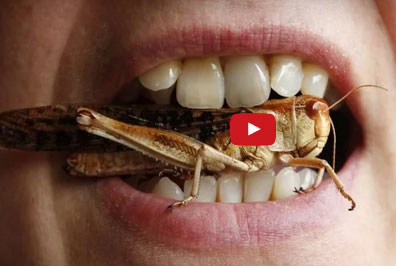 بالفيديو  : حقائق ومعلوماتٌ مُدهشة ستفاجئك عن أكل الحشرات..!!