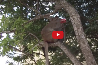 بالفيديو.. قرد يستمتع بتناول علبة «كوكاكولا»