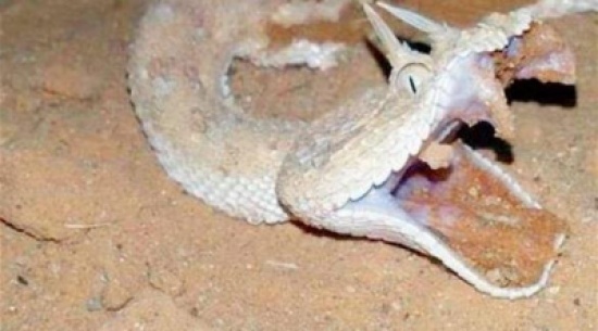 أفعى ذات قرنين تهاجم مزارعاً في السعودية