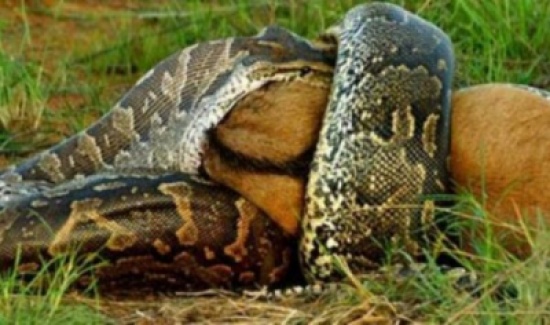 بالفيديو: ثعبان ضخم يبتلع ثور في  السودان وسط ذهول الأهالي