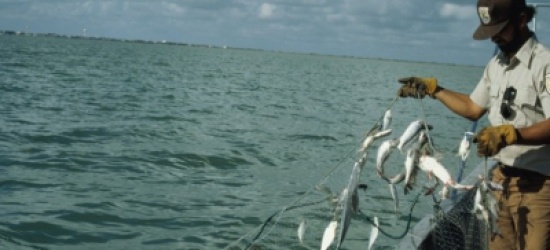 اتفاق عالمي لمكافحة صيد الأسماك غير القانوني يدخل حيز التنفيذ