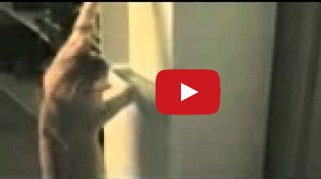 شاهد كيف روت هذه القطة عطشها