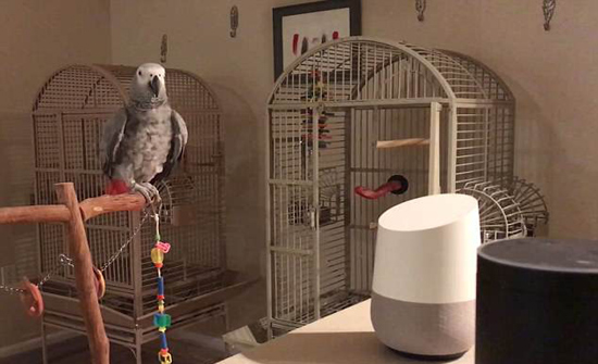 بالفيديو: رد فعل ببغاء نفذ روبوت أوامره