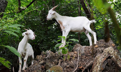 استئجار حيوانات الماعز لتنظيف مقبرة في واشنطن