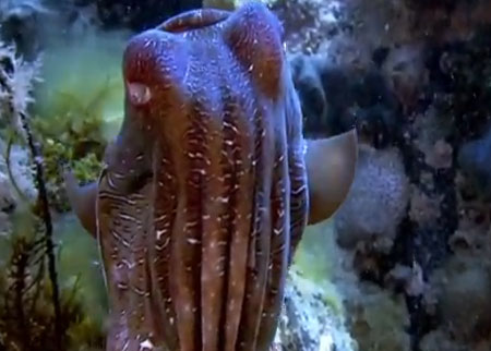 الحبار والموت المفاجئ