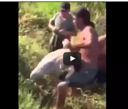 شاهد.. سمكة تصيب شابًا وتسقطه مغشيا عليه