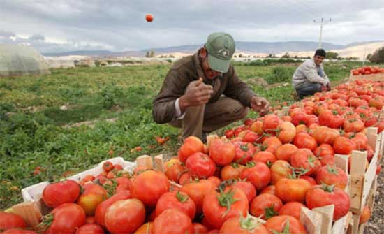 ارتفاع اسعار المنتجين الزراعيين خلال تسعة اشهر 12 %