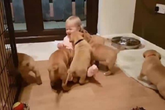 بالفيديو.. لقطة طريفة لعدد من الجراء تخطف “البسكويت” من رضيعة