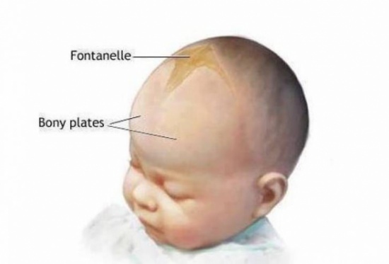 لمـاذا يجب الا نلمس قمة رأس طفل حديث الولادة ؟