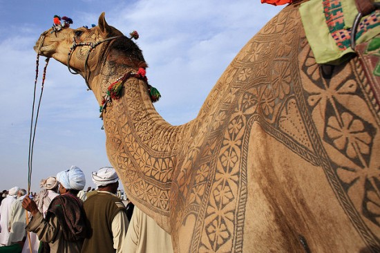 اختتام مهرجان حول رحلة شغف بين الصحراء والابل والفن التشكيلي اختتام مهرجان حول رحلة شغف بين الصحراء والابل والفن التشكيلي
