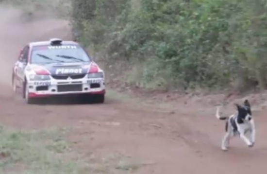 فيديو | نجاة كلب بأعجوبة بعد مرور سيارة رالي من فوقه..شاهد !