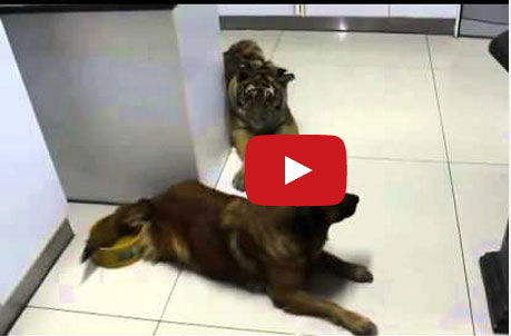 نمر جبان فى مواجهة كلب شجاع