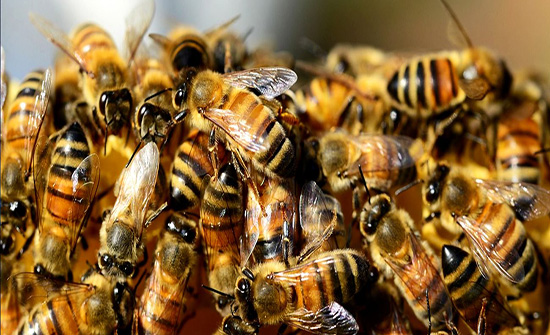 لن تصدق المشهد.. صور تحبس الأنفاس لـ حامل مغطاة بـ 2000 نحلة !