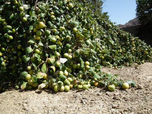 لماذا الغي قسم الرقابة