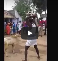 شاهد..  شاهد ماذا فعل خروف في رجل حاول ذبحه