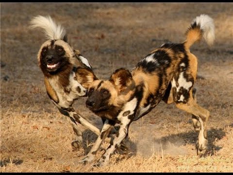 شاهد..  قطيع الكلاب البرية