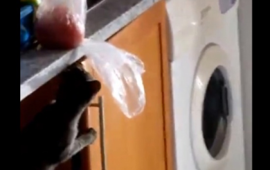 القط السارق