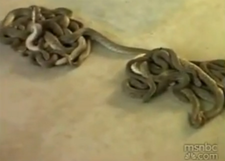 رجل يطلق عشرات الأفاعي بمكتب حكومي احتجاجاً