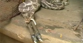 فيديو :ثعبان يلتهم ظبي