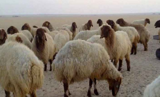الاردن يصدر 36 الف راس غنم لدول الخليج ايلول الحالي الاردن يصدر 36 الف راس غنم لدول الخليج ايلول الحالي