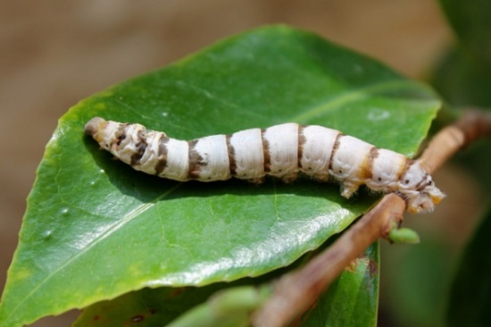 بدء حملة مكافحة دودة الزرع بالمزار الجنوبي