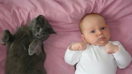 الطفيليات التي تعيش في القطط تحول الأطفال الى حمقى