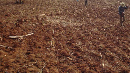 "زراعة الرمثا " تبدأ حملتها لمكافحة فأر الحقل