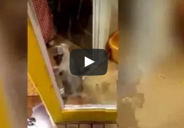 شاهد.. قطة صغيرة تقفز فرحًا بعد عودة صاحبها من السفر