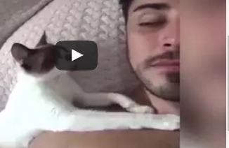 شاهد..  قط يقبل صاحبه