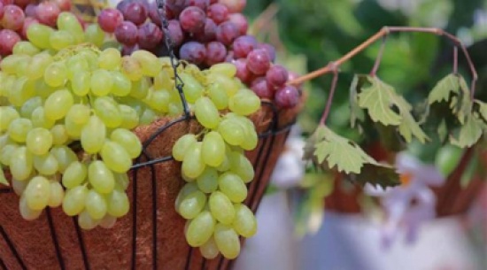 بالصور: الفلسطينيون ينظمون المهرجان السنوي لعنب الخليل