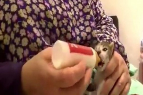 فيديو: ملجأ خيري للقطط