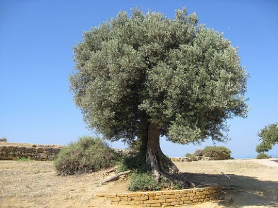 شجرة زيتون مباركة شاهد حي على صداقة الاردن والفاتيكان شجرة زيتون مباركة شاهد حي على صداقة الاردن والفاتيكان