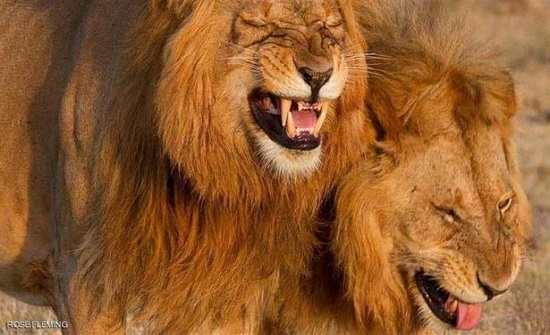 صورة أسدين يضحكان تثير موجة من السخرية على "السوشيال ميديا" صورة أسدين يضحكان تثير موجة من السخرية على "السوشيال ميديا"