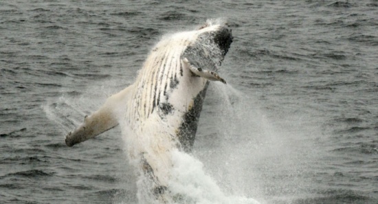 اكتشاف حيتان "جندها" بوتين