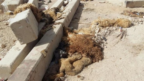 بالصور : مخلفات الأضاحي في الزرقاء .. مناظر مقززة وروائح كريهة تجذب الكلاب بالصور : مخلفات الأضاحي في الزرقاء .. مناظر مقززة وروائح كريهة تجذب الكلاب