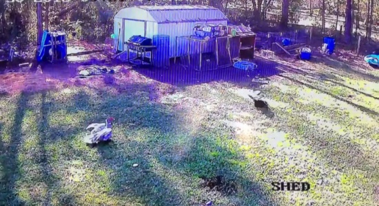 بالفيديو: بطة شجاعة تنقذ دجاجة من هجوم صقر