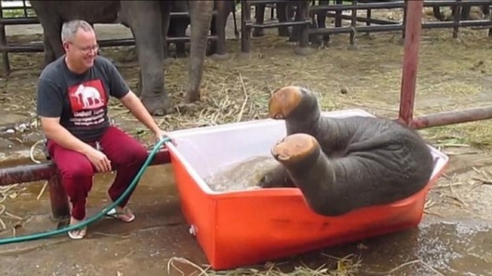 فيديو طريف.. فيل صغير يلهو في حوض ماء كالأطفال