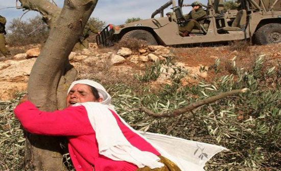 الزيتون سلاح فلسطين المقاوم تستهدفه اسرائيل بالاقتلاع الزيتون سلاح فلسطين المقاوم تستهدفه اسرائيل بالاقتلاع