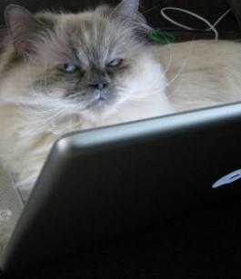 تـويتـر يترجم لغة الـ chat و هي " LOLCat " تـويتـر يترجم لغة الـ chat و هي " LOLCat "