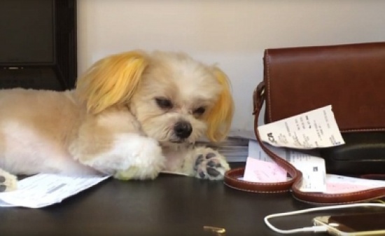 بالفيديو.. كلب يقاوم النوم بطريقة طريفة