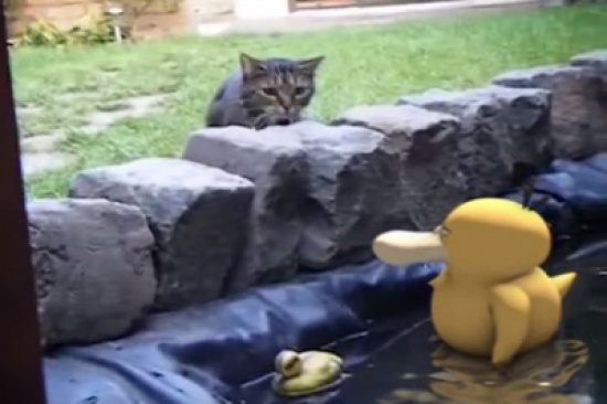 فيديو : بوكيمون في قبضة قطة