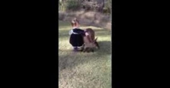 طفلة تلهو بصحبة صغير الكنغر