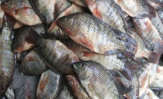 اتلاف نصف طن اسماك ودواجن فاسدة في اربد